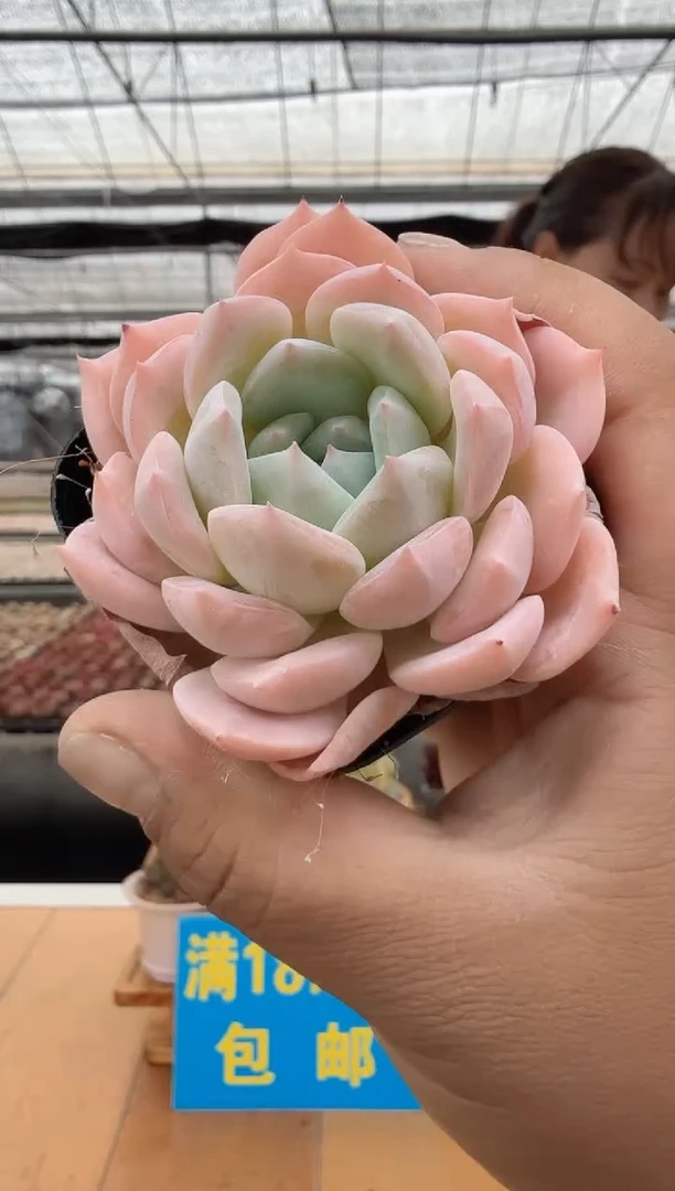 东云多肉园二店-21