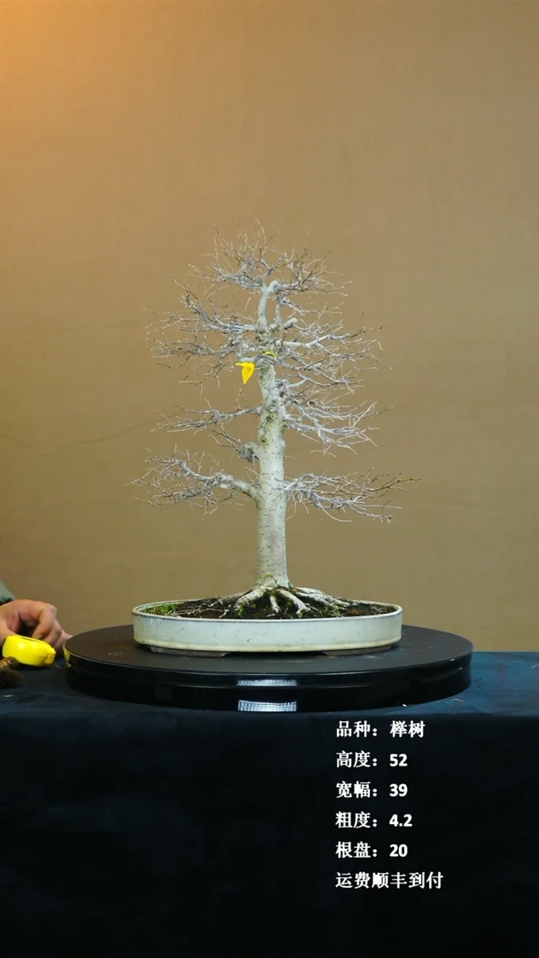 【闪购商品】1榉树