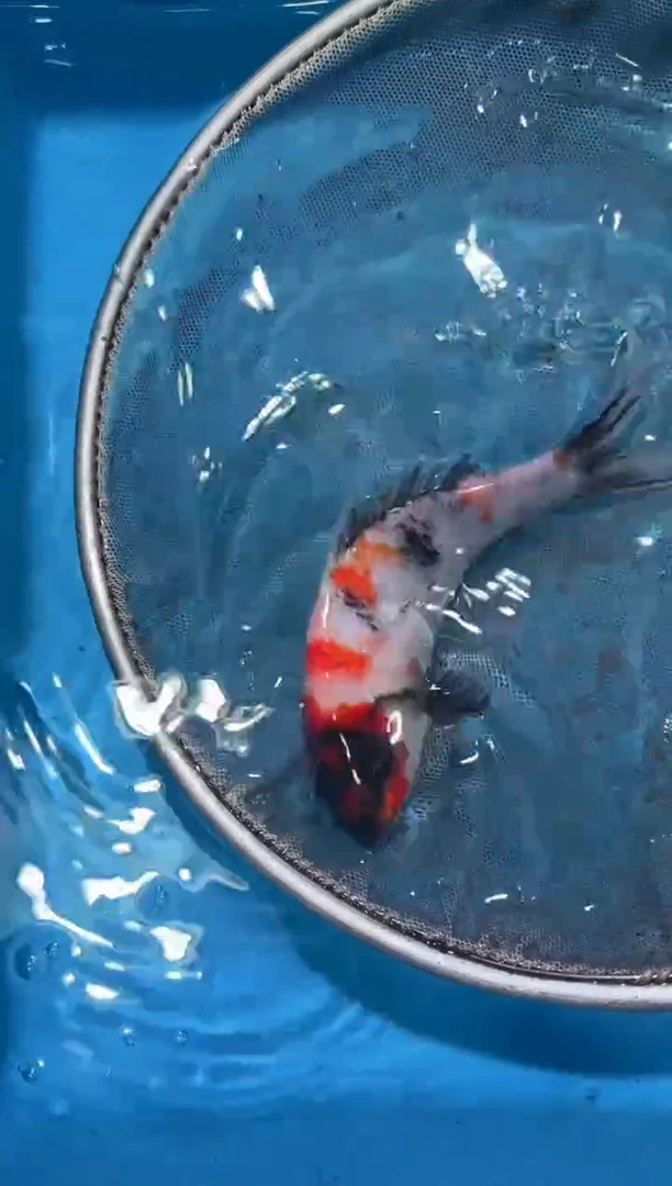 锦鲤点关注右下角竞拍链接出价