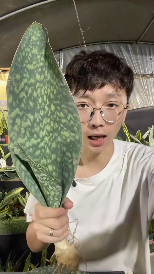 翡翠宝镜裸根单叶12.8