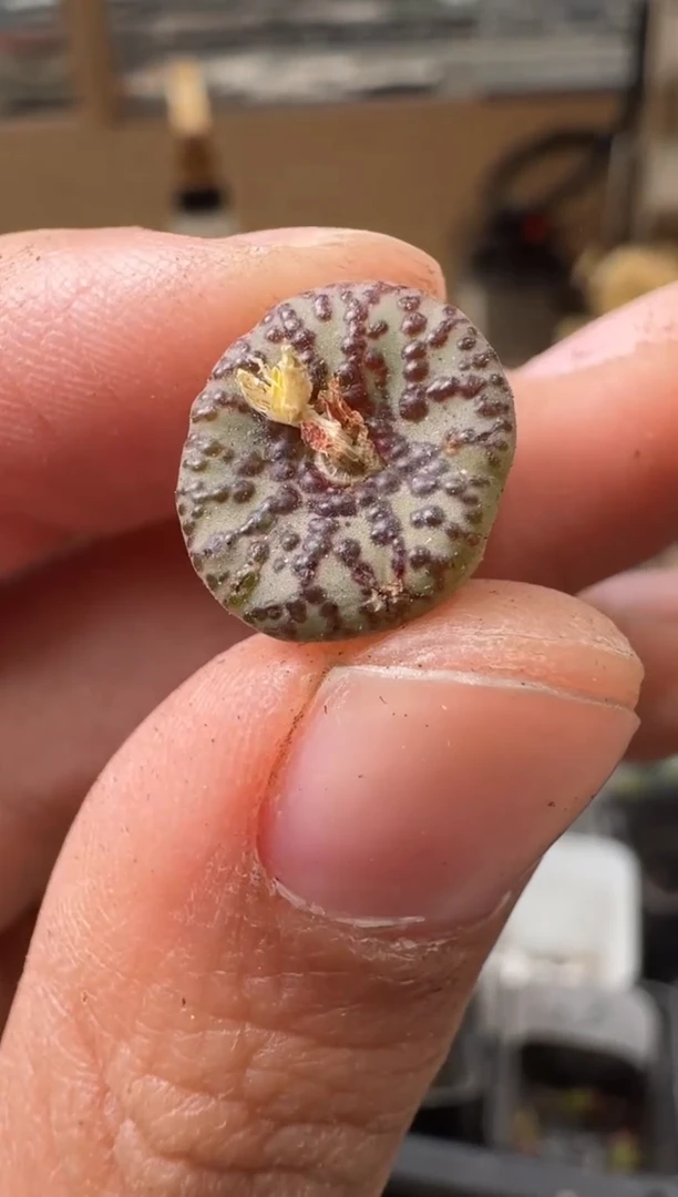 29-139多肉植物肉锥