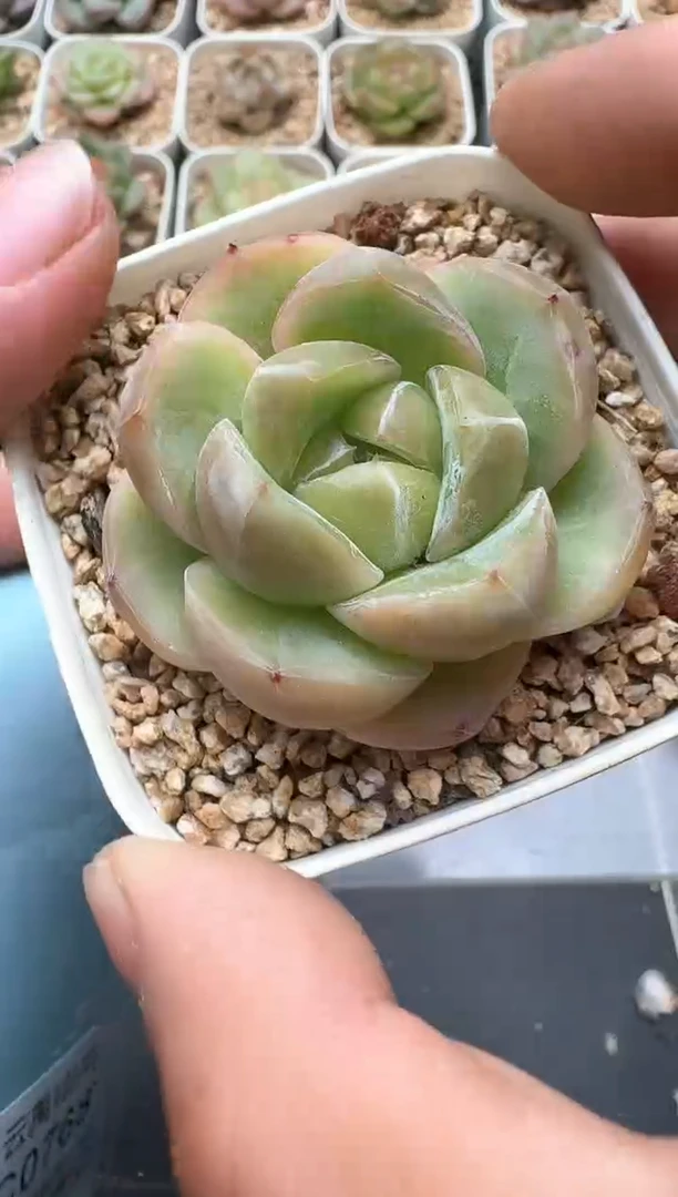 767C云禹多肉植物 带盆土纸巾打包 3颗包邮