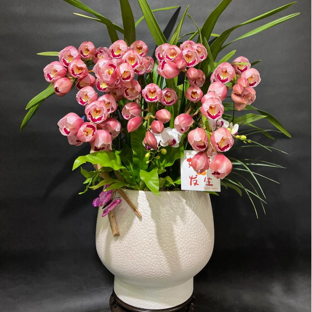 爆款大花蕙兰年宵花室内办公室客厅新年春节开花懒人绿植盆栽拱兰