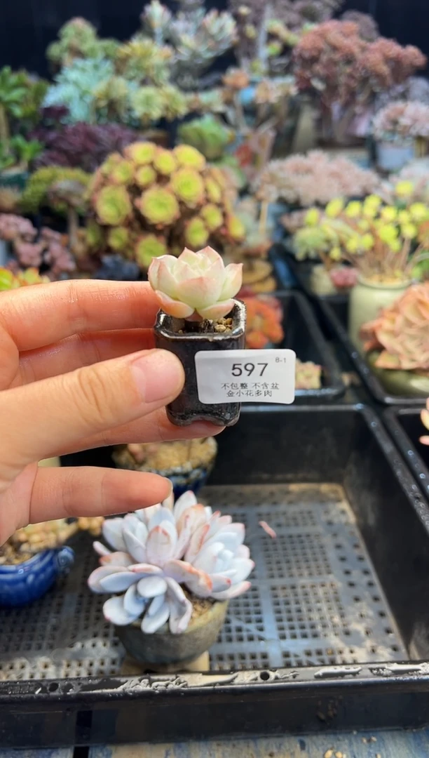 ?****李597           带盆