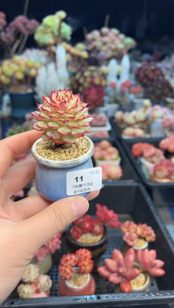 【闪购商品】11不带盆