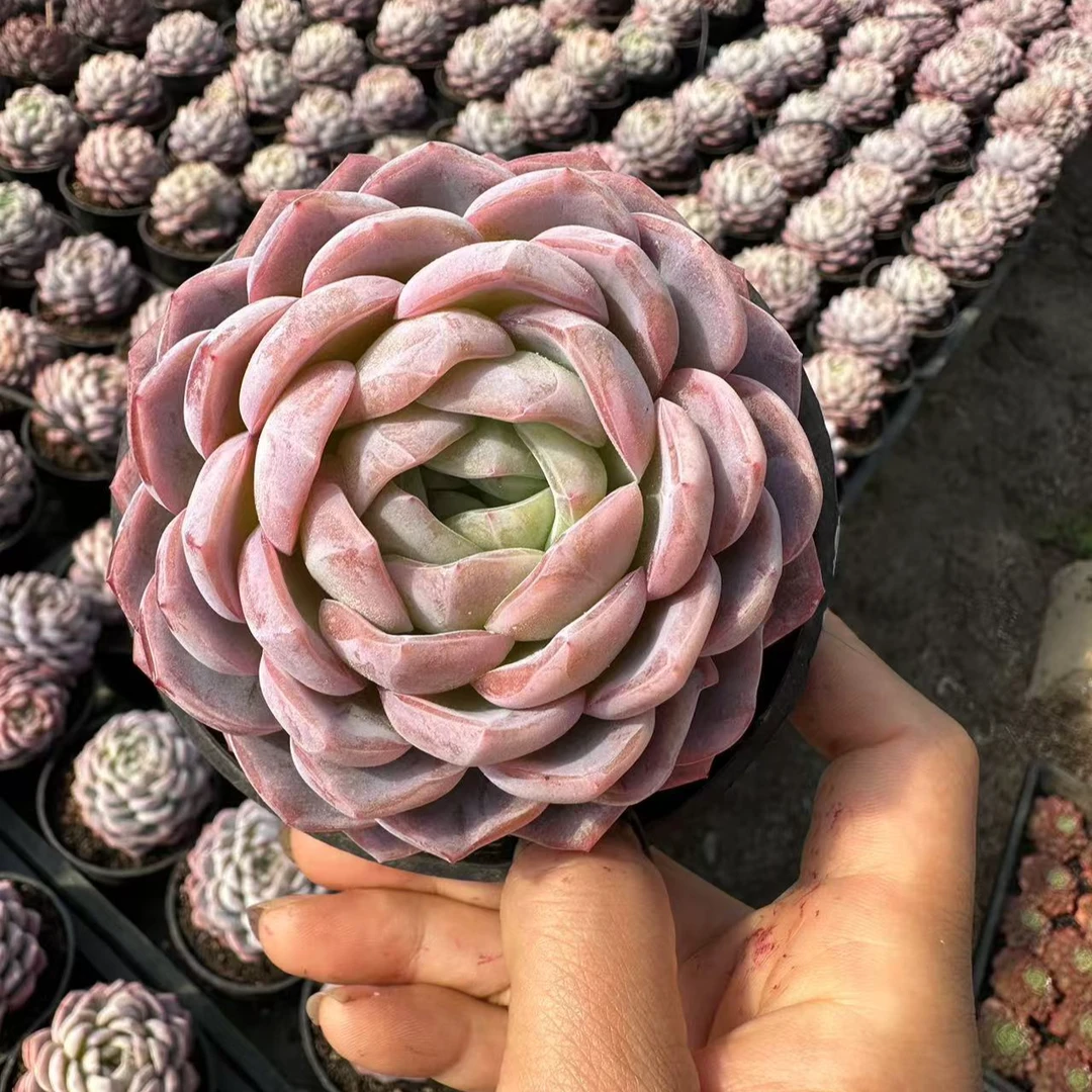 12#胭脂雪多肉植物 前男友精品多肉 SM673 (1)