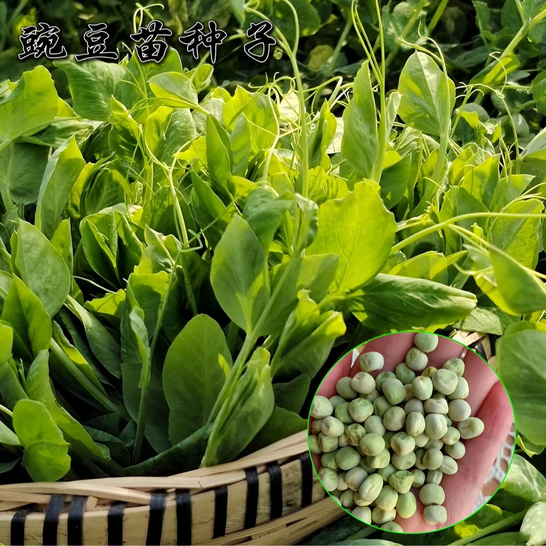 【多茬可水培豌豆尖种子】豌豆尖耐寒耐热蔬菜种子高产采收花盆小院