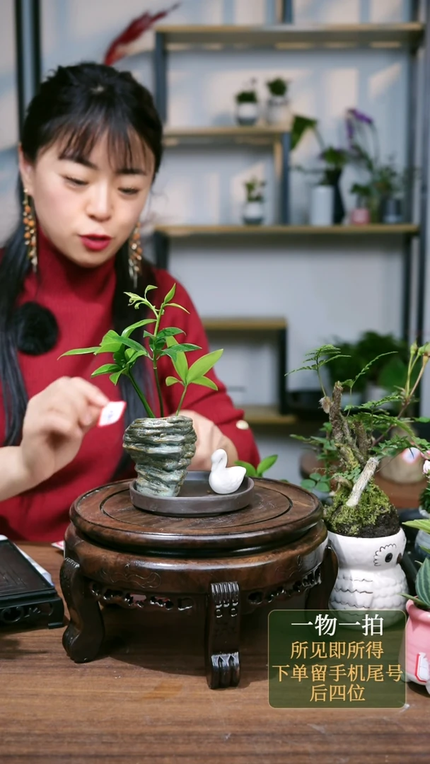 【闪购商品】59--5757水培竹柏