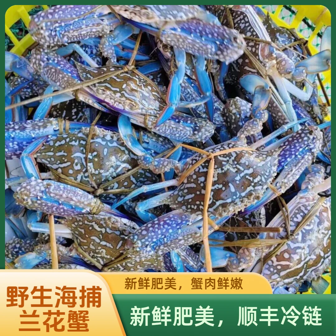 【兰花蟹】本港野生海捕海鱼海蟹直播间链接