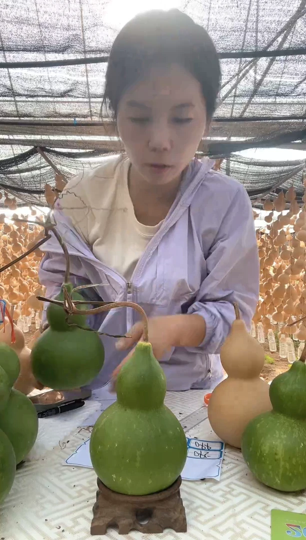 095天然葫芦摆件 一物一拍