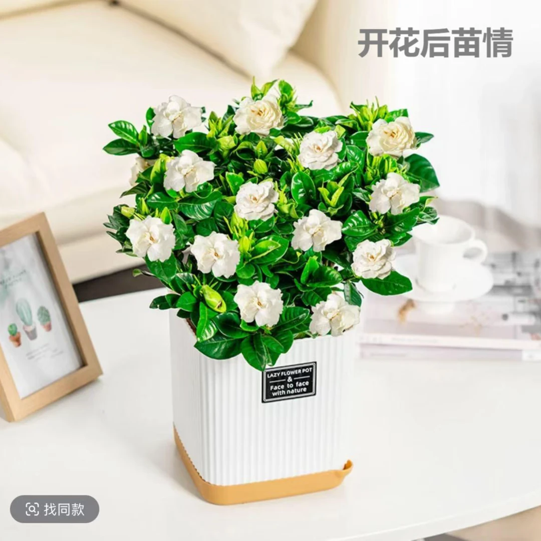 栀子花植物花卉盆栽带花苞室内阳台绿植浓香型开花四季好养