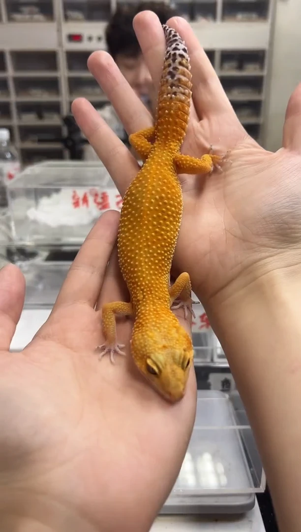 豹纹守宫24豹纹守宫