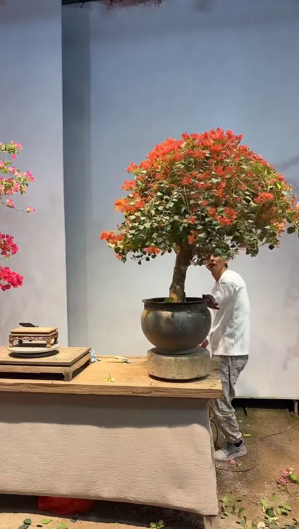 以实际为准亽****凢三角梅25