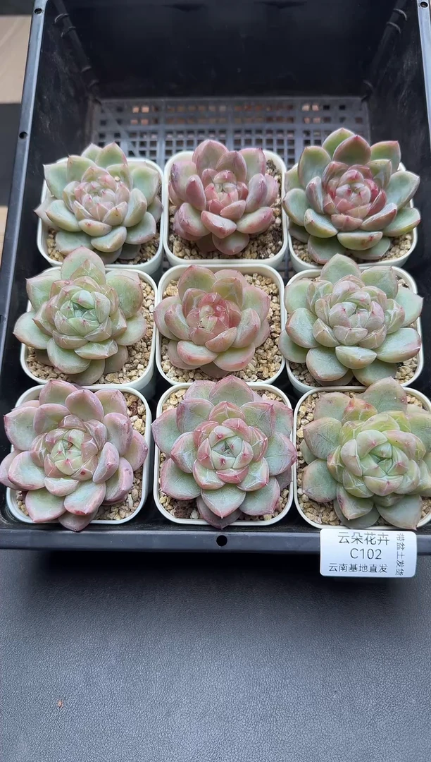 珍妮杂交多肉C102