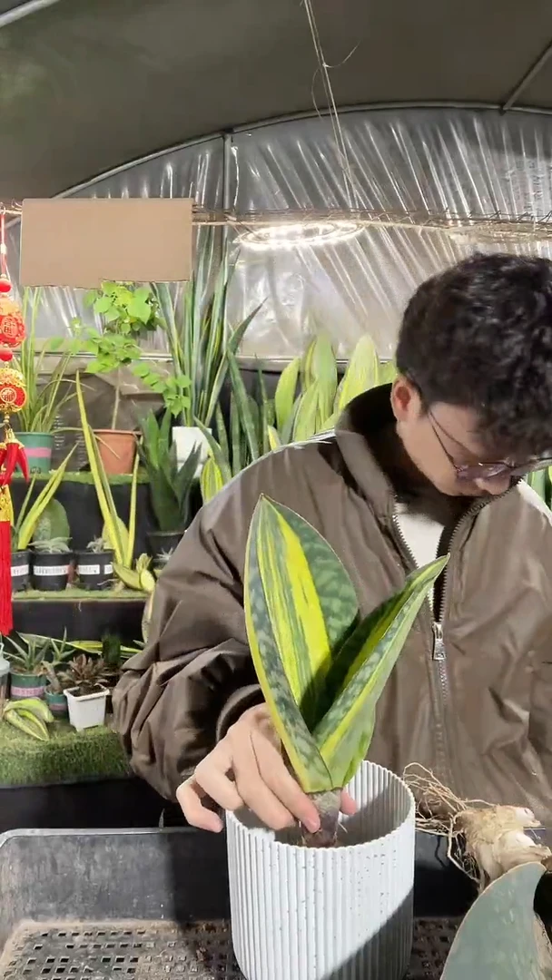 一物一拍黄金宝镜2号28.8