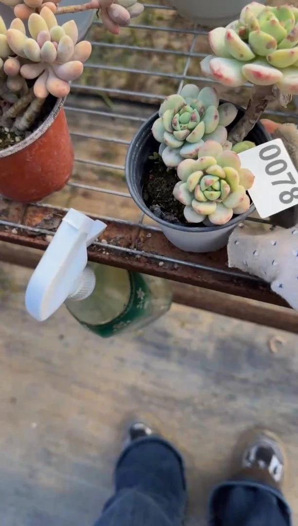 【闪购商品】0078香草