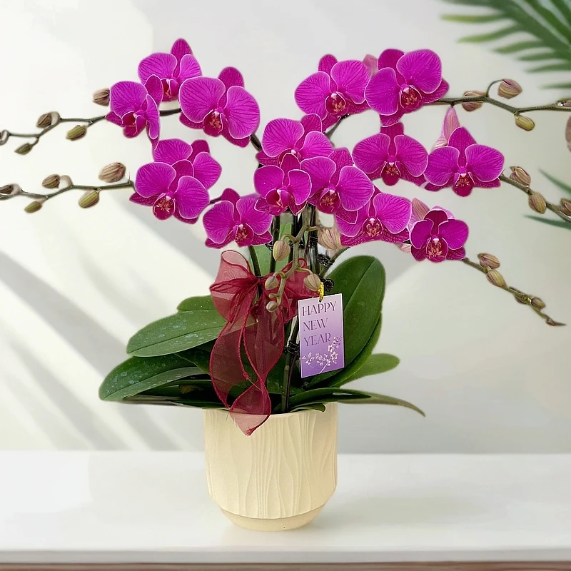 蝴蝶兰【福星】室内花 桌面花好看花期长送礼乔迁源头基地直发