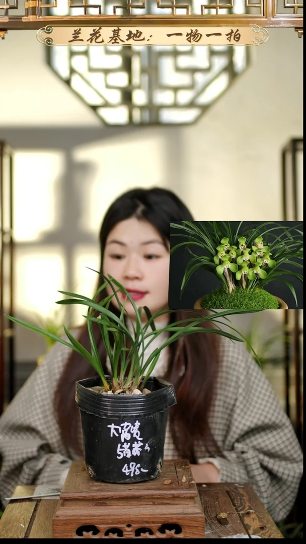 完全开放春兰大富贵5苗花苞