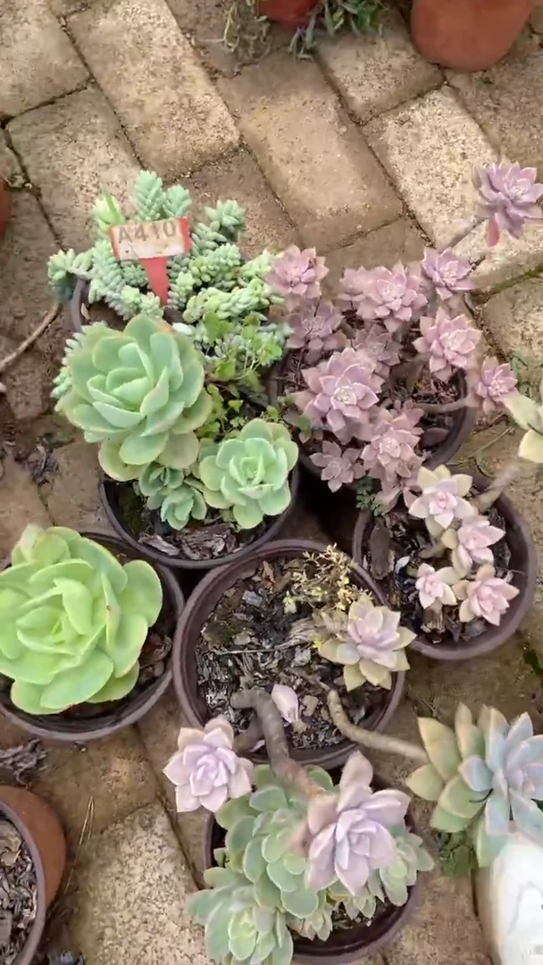 A410购清风花木兰多肉组合脱土发货
