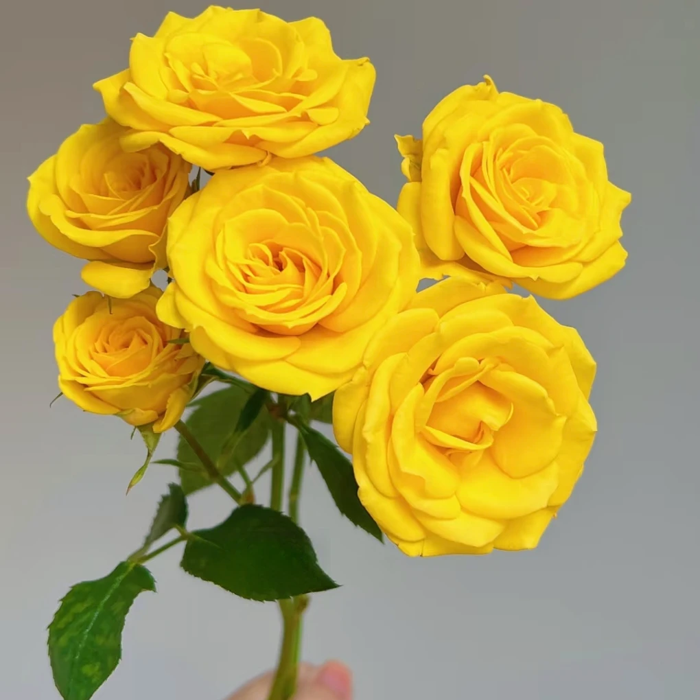 【晴天】AB级水培黄色多头玫瑰鲜切花客厅插花云南基地现采顺丰包邮