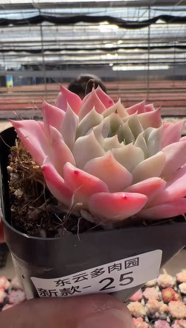 【闪购商品】新品多肉-25