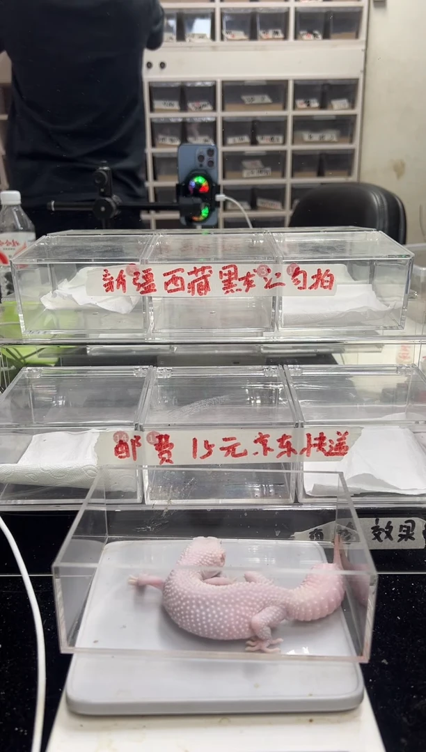 豹纹守宫52豹纹守宫