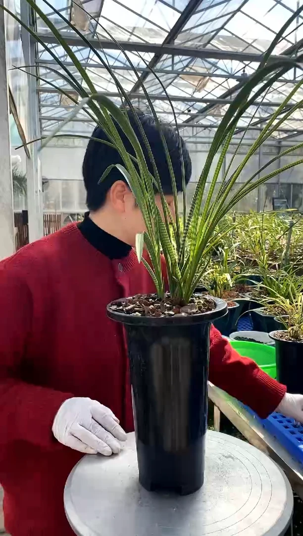 【闪购商品】温州素，棒冰的滋味