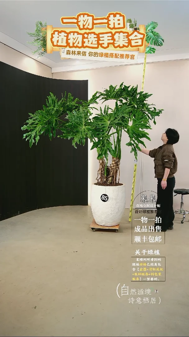 无花朵璞**合大老桩龙鳞春羽连盆种好栽好一整套送货上门