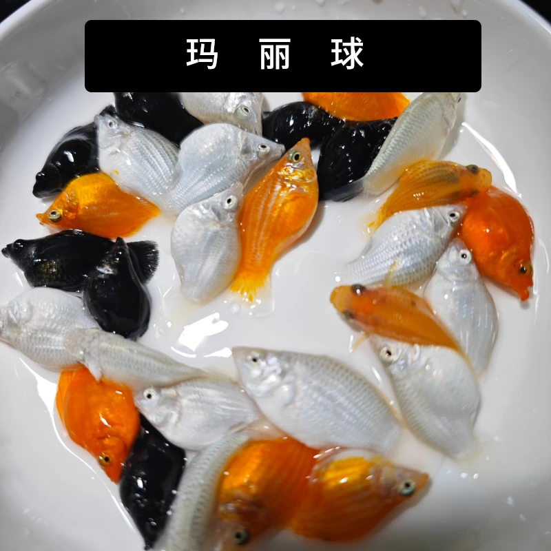 【包活】玛丽球皮球鱼耐活观赏鱼活体易繁殖小型热带鱼混养