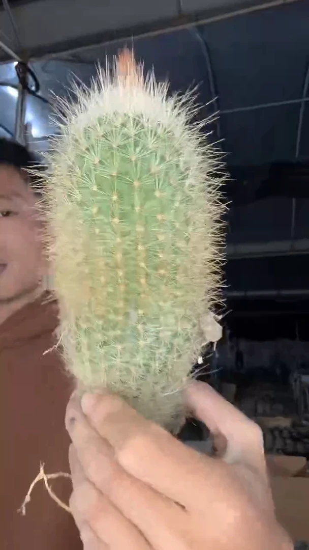 下播福利大号白翁玉  15.99