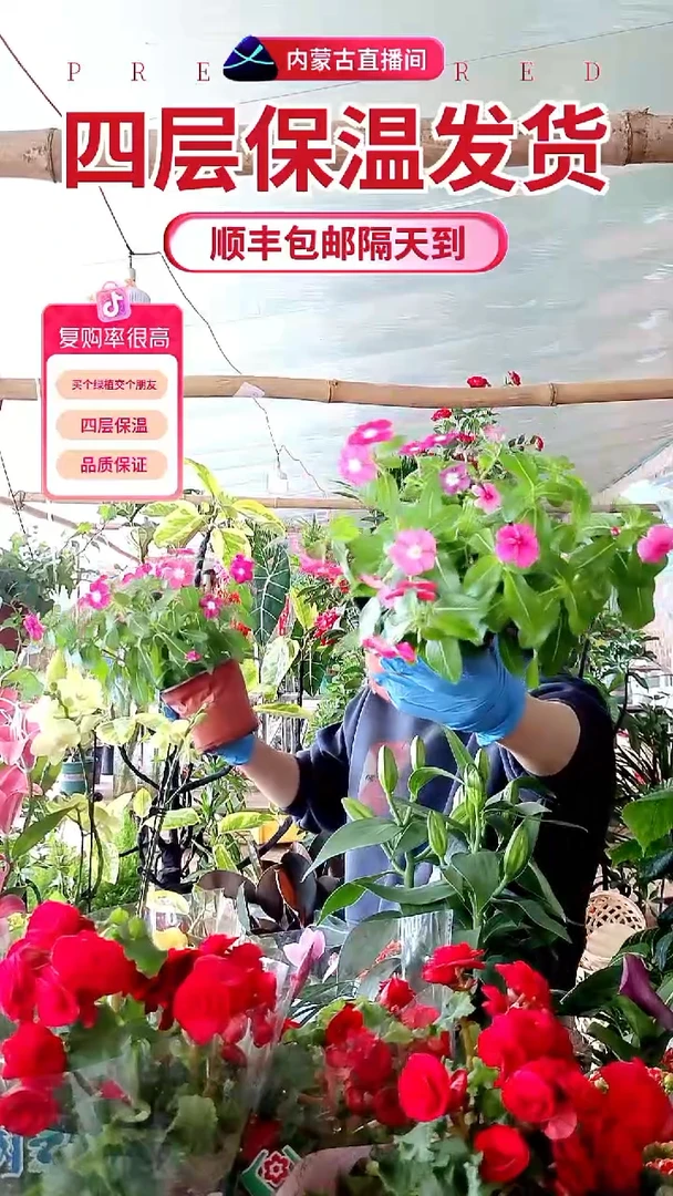 完全开放三色天天开