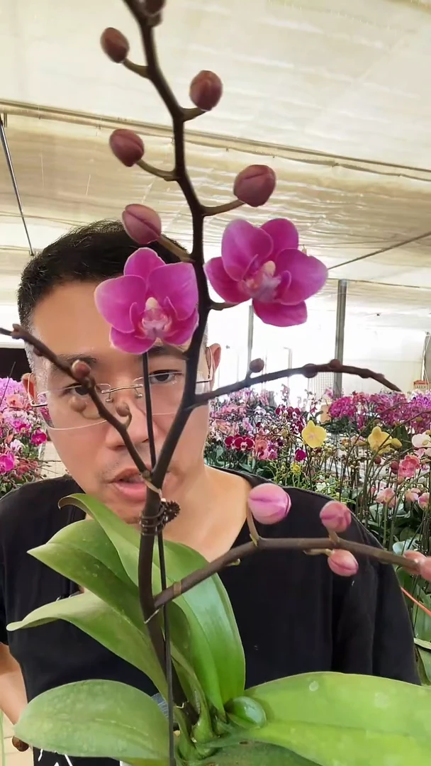 完全开放超级宝贝1棵