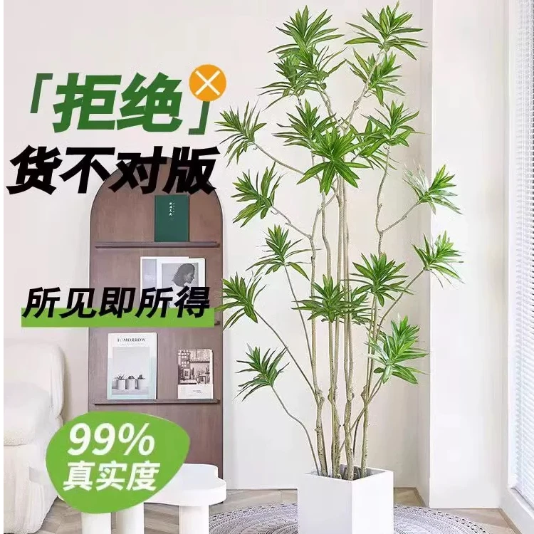 百合竹大型绿植客厅造型室内落地式大盆栽办公室四季常青真花植物