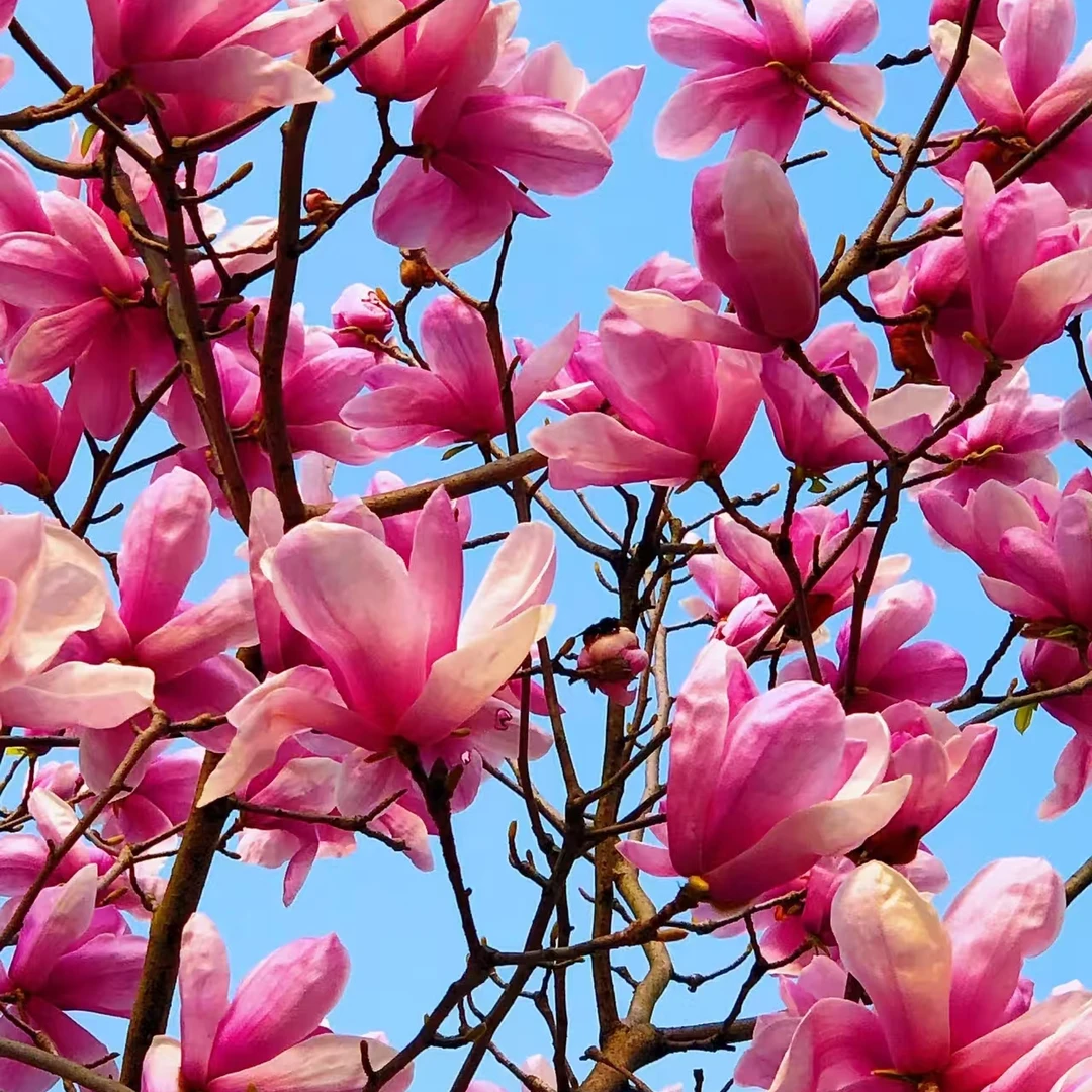 精品红玉兰南北方通用品种