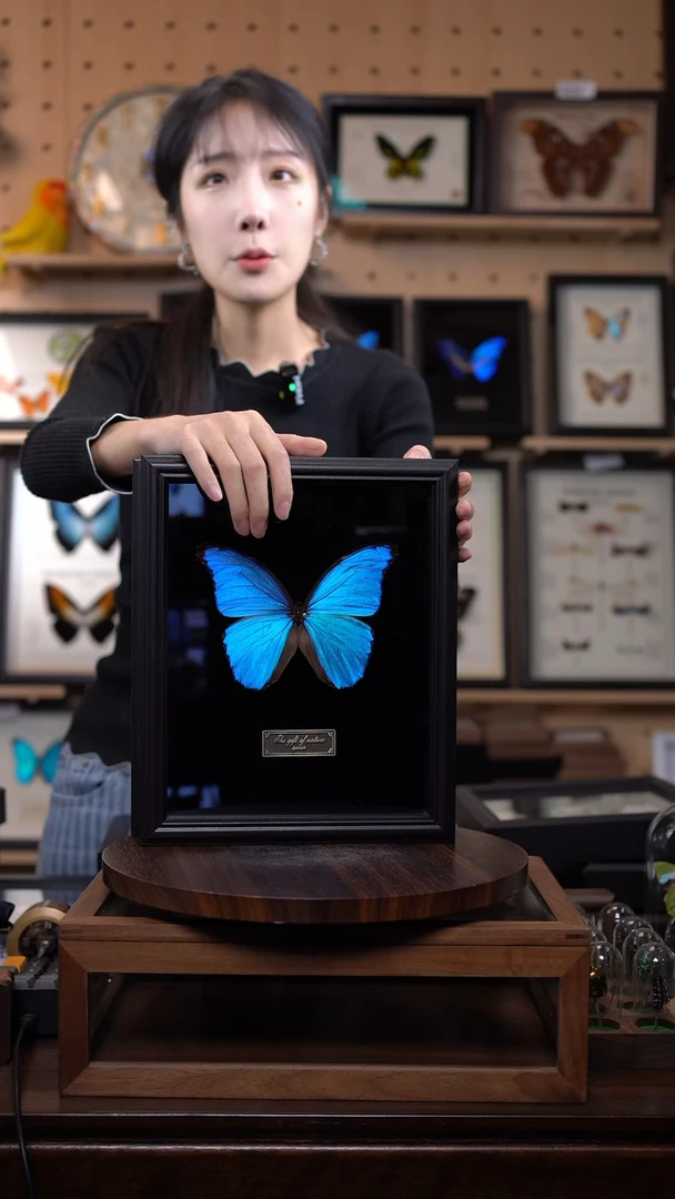 大蓝闪蝶黑绒底版10寸欧式框（带证书）