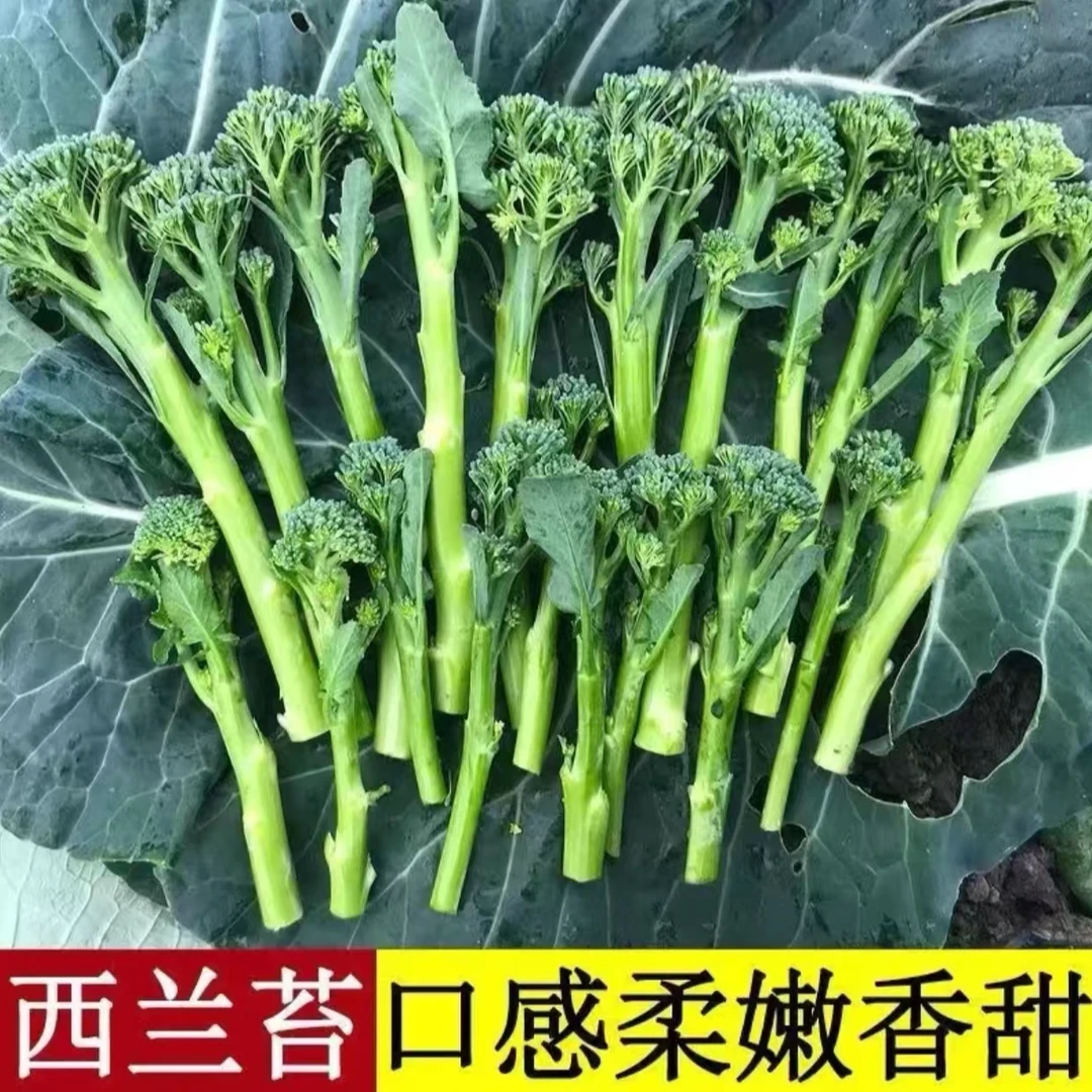 西兰苔种子蔬菜孑菜芯莱菜籽心籽种