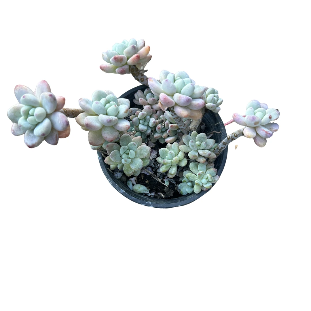 精控樱花劳尔 多肉植物（满15包邮 直播间展示为准）