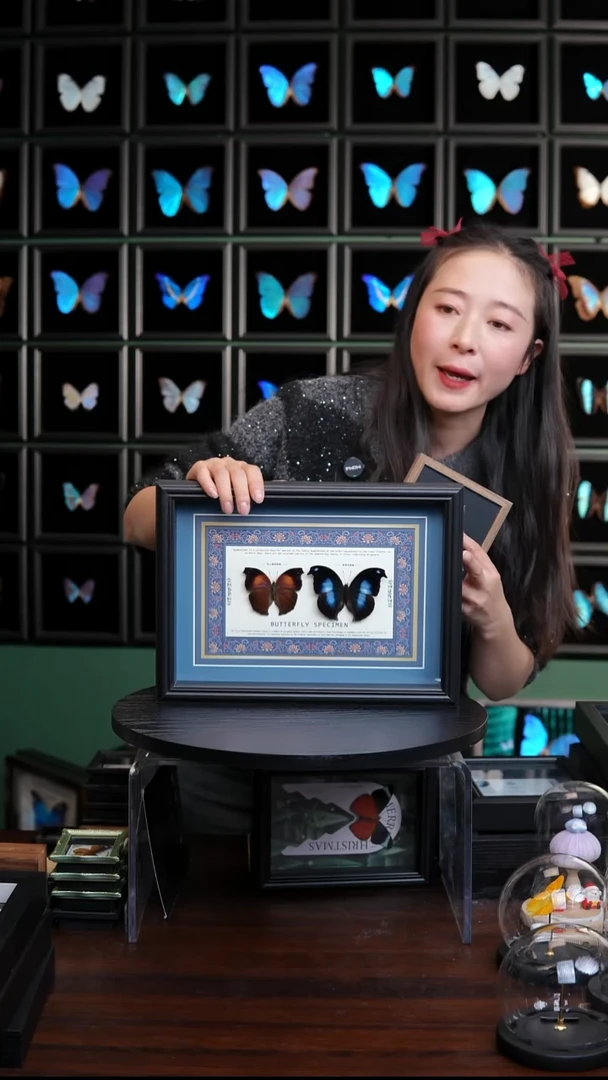 仙人掌蛱蝶+爱情鸟蛱蝶蓝布底新版