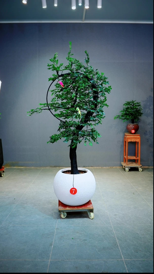 当前无花朵,栽培后可花朵天*一物一拍绿植