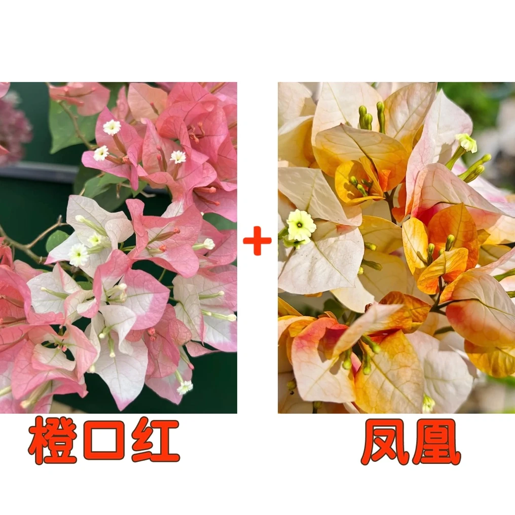 （橙口红+凤凰）到手2颗三角梅四季勤花一花多色不带花不带盆