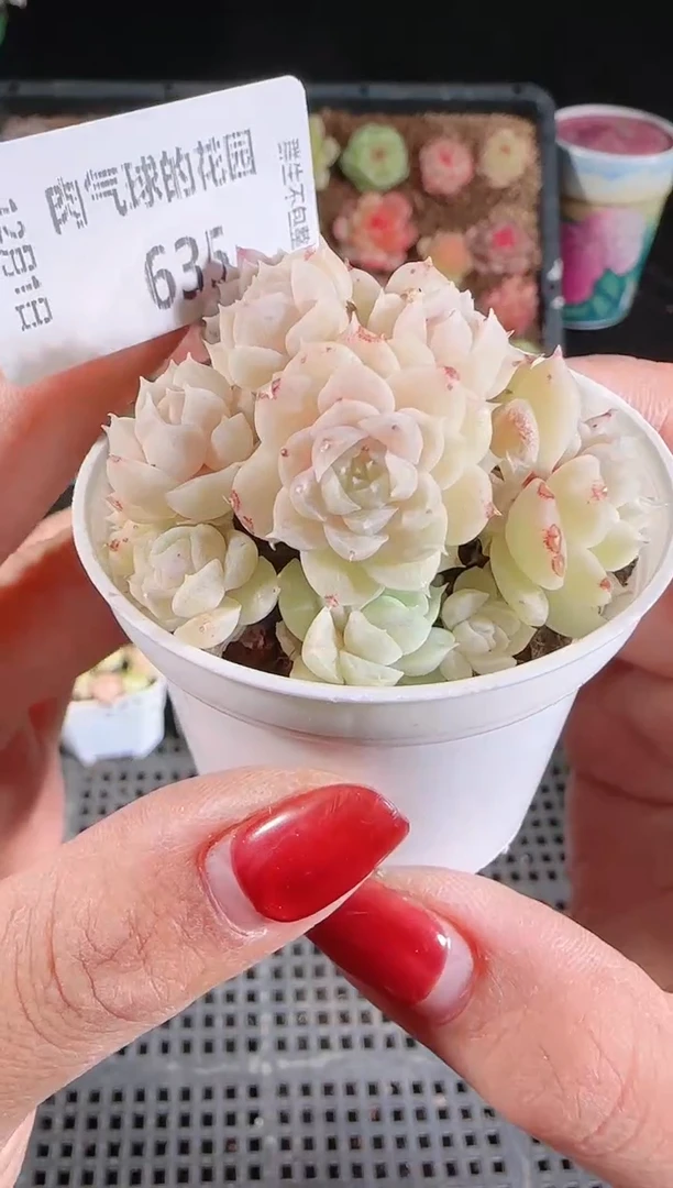 1201-635多肉群生不包整