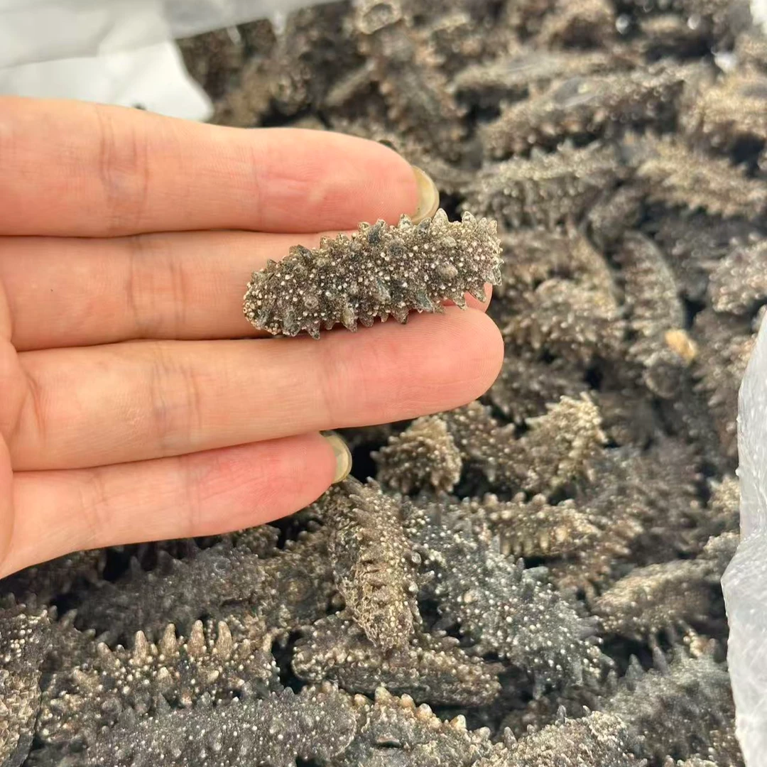 俄罗斯 大红海参 150头 足干 泡发大