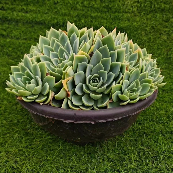 三色堇新手必拍 好看好养 多肉植物云南昆明发货精品多肉