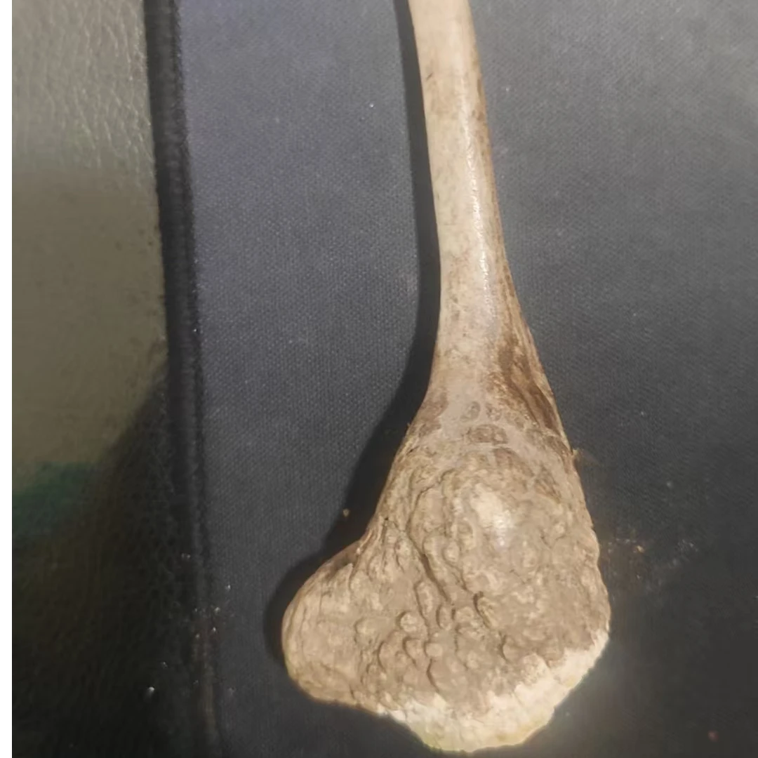 moyu/陌郁长白山道地特产鹿角