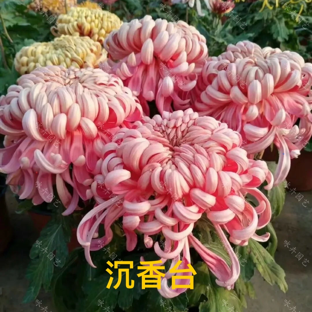 [咏卉]经典套餐 10颗苗 对版系列（每一颗不标注）九月菊菊花苗大花