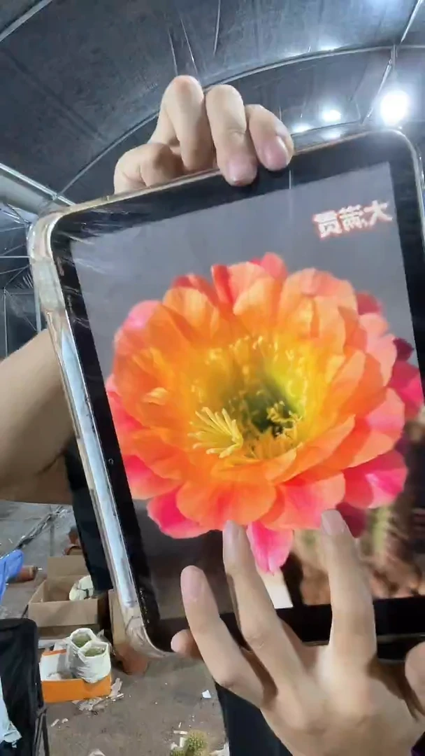 毛花柱开花品种大满贯