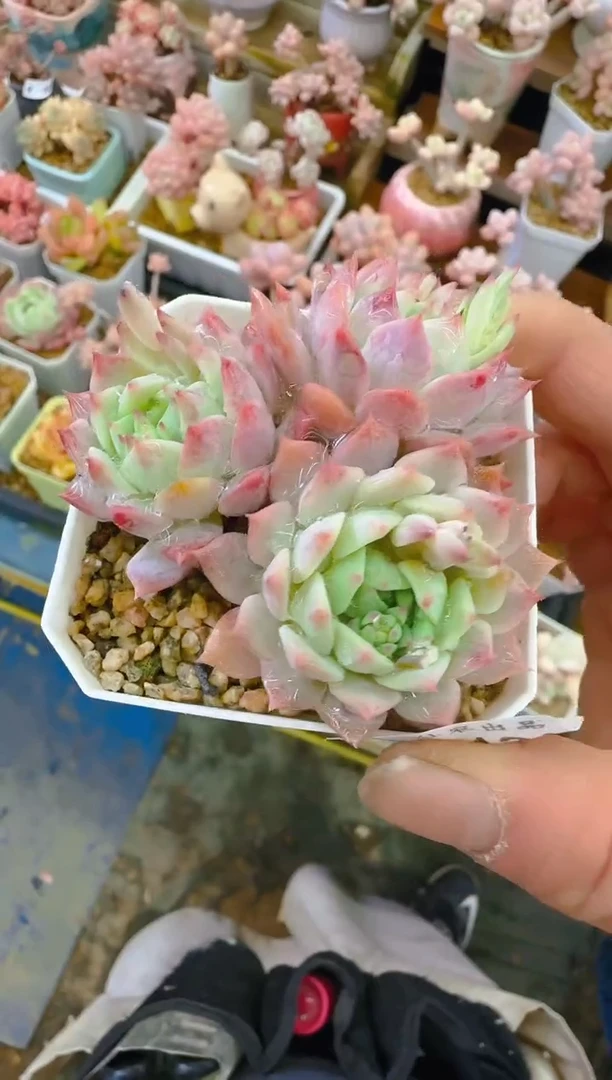 【闪购商品】优—124—仙农（福)