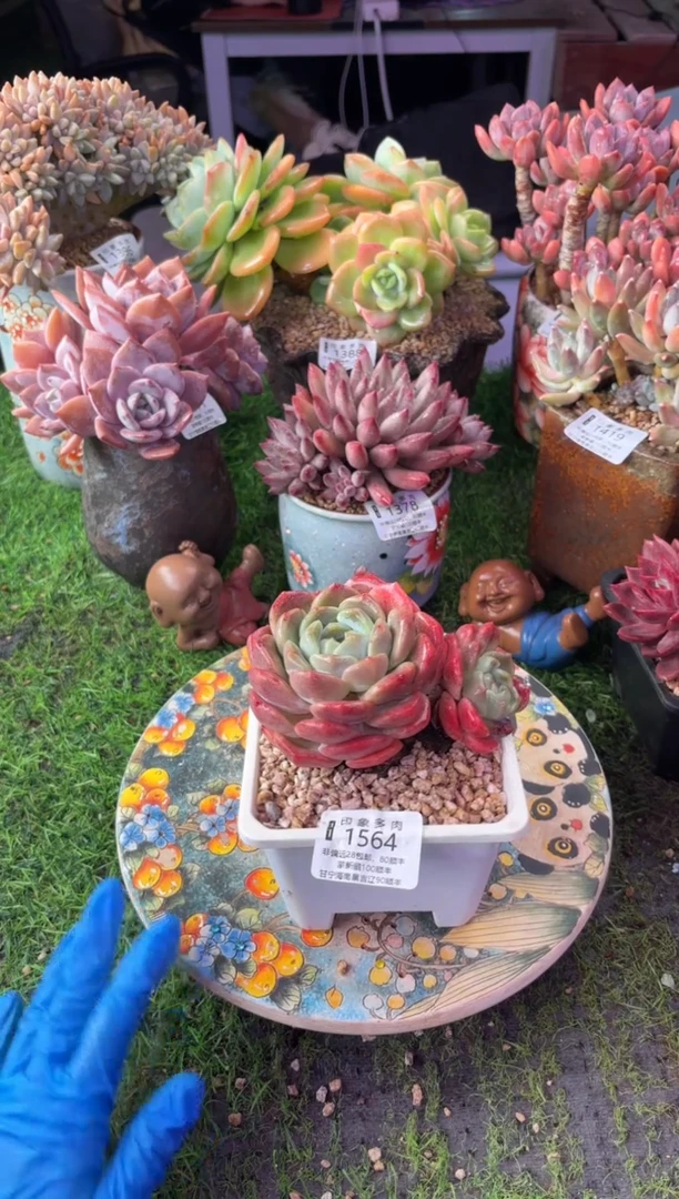 昆明印象多肉1564