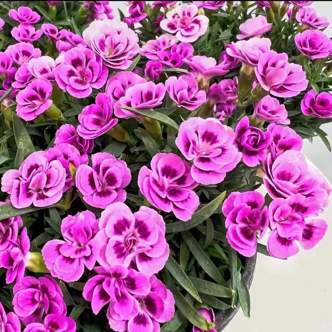 初吻康乃馨盆栽带花苞四季开花室内阳台庭院好养活蜜桃派一见钟情