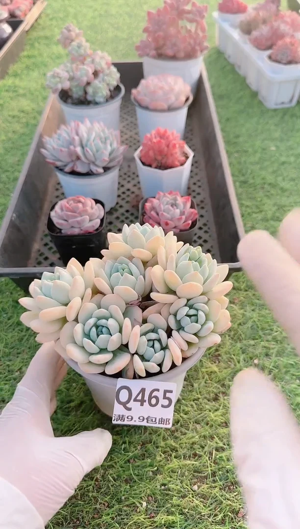 【闪购商品】梦会多肉一物一拍